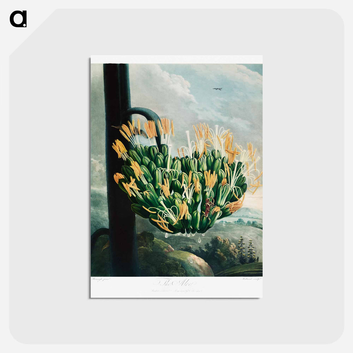 アートポストカード-The Aloe from The Temple of Flora
- ロバート ジョン ソーントン Postcard.