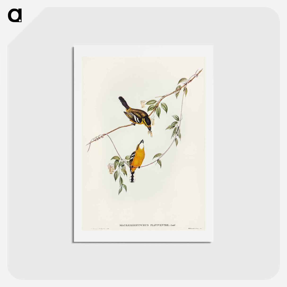 アートポストカード-Yellow-breasted Flycatcher
- オーストラリアの鳥 Postcard.