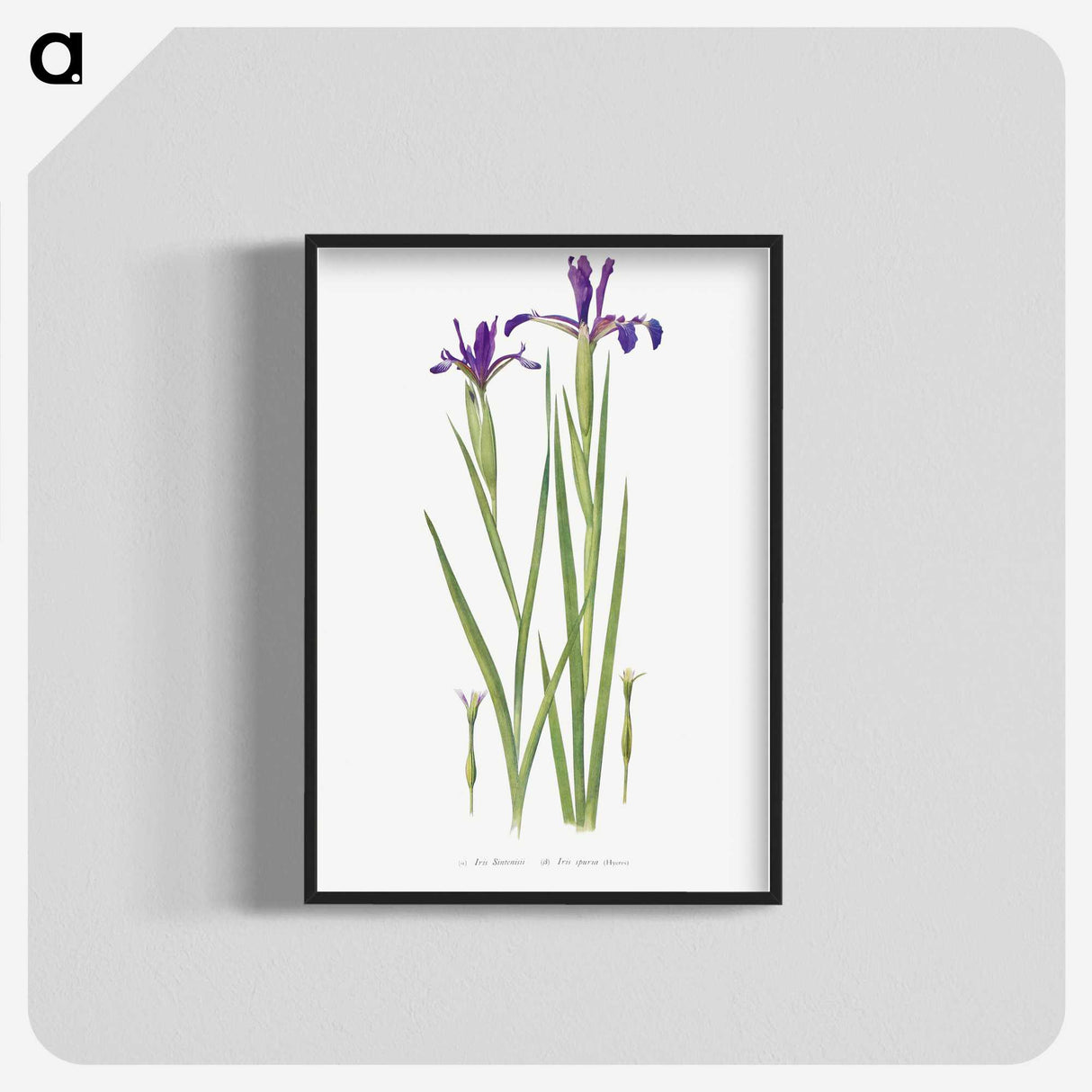 1-32_The-Genus-Iris_blk-crop