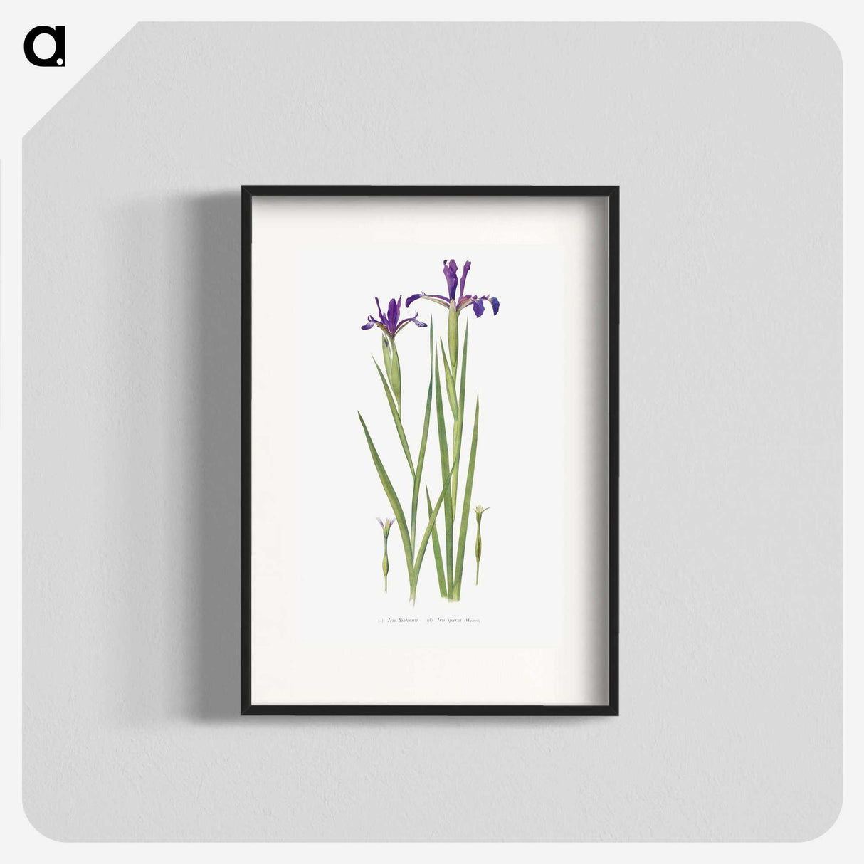 1-32_The-Genus-Iris_blk