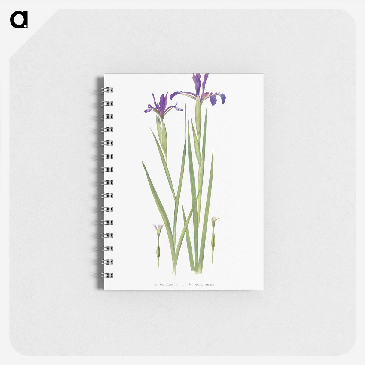 1-32_The-Genus-Iris_memo