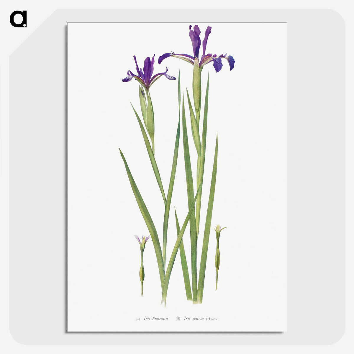 1-32_The-Genus-Iris_picture-crop
