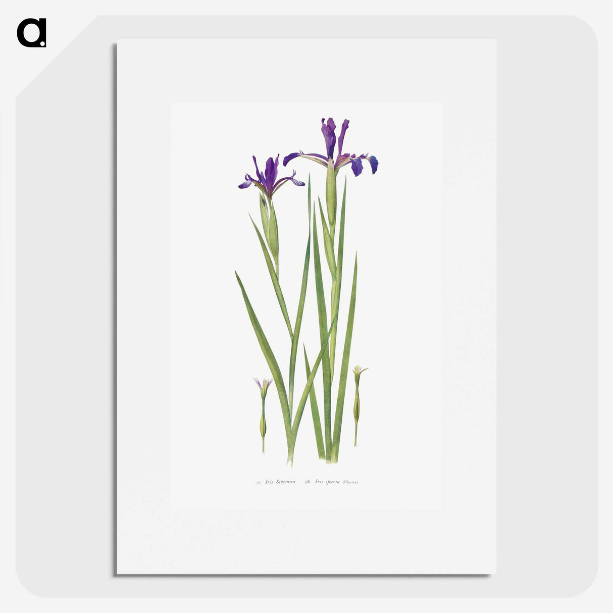 1-32_The-Genus-Iris_picture
