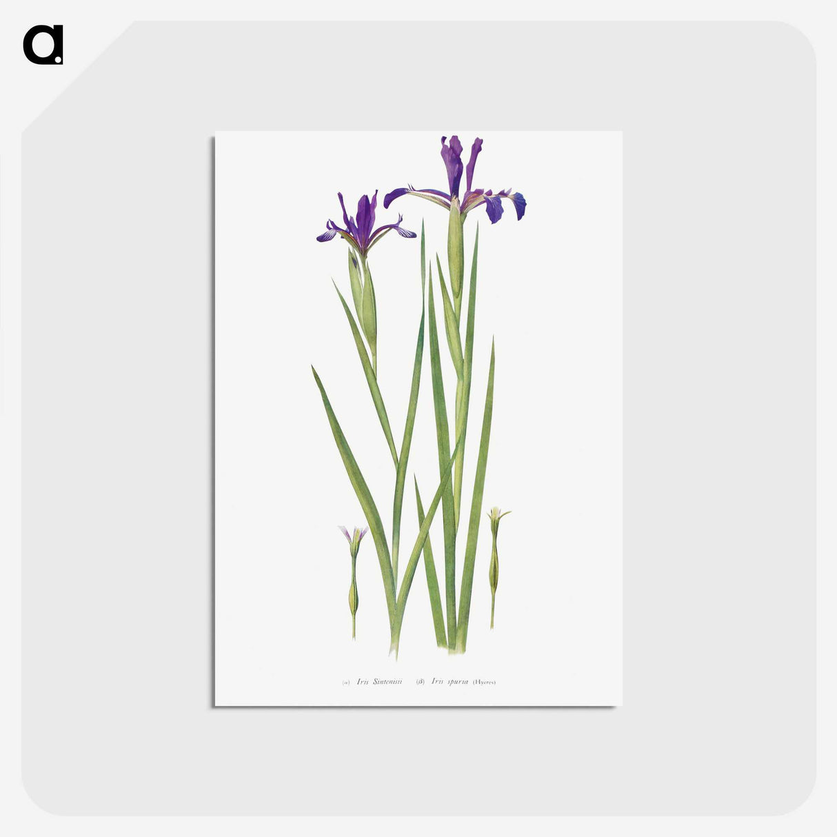 1-32_The-Genus-Iris_postcard