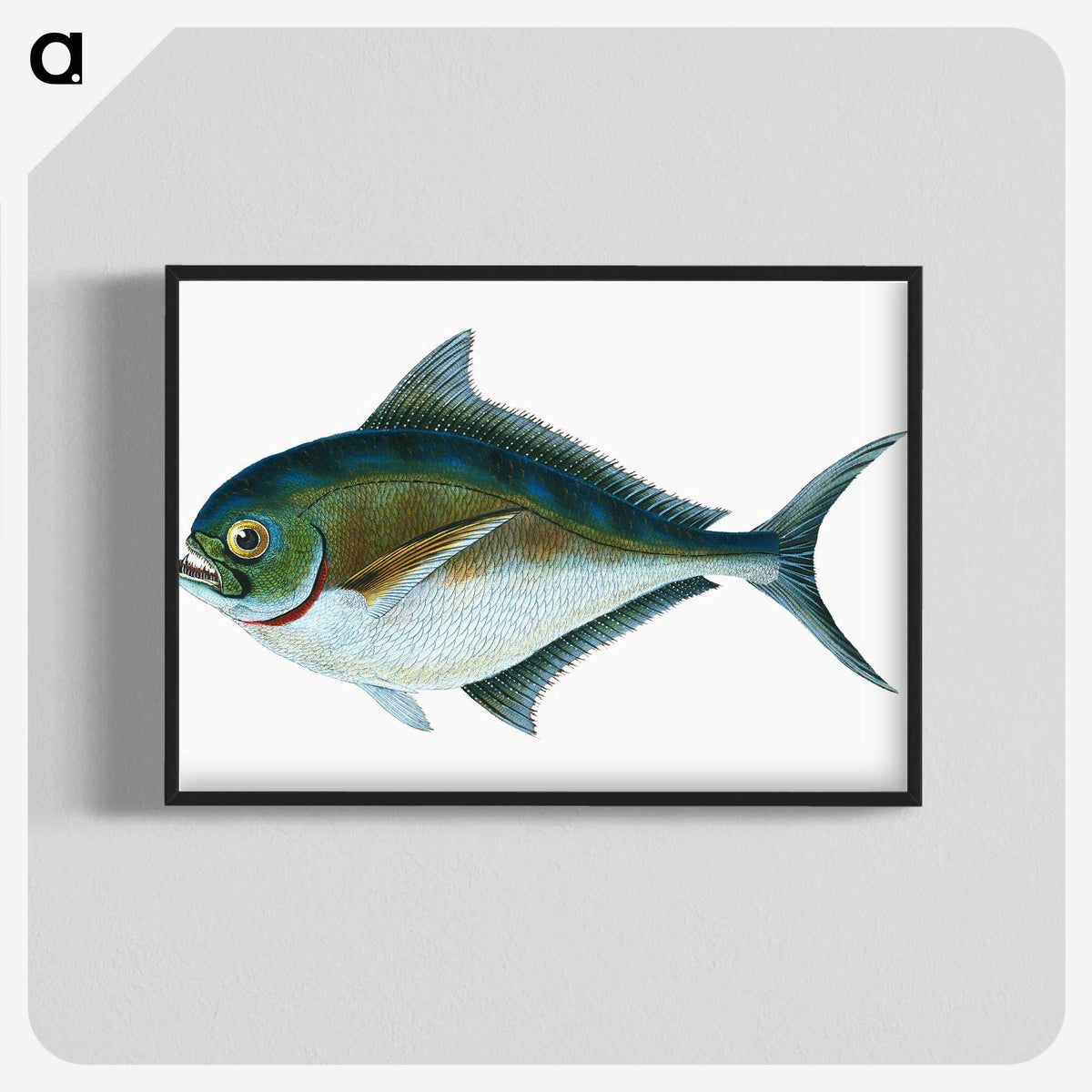 1-32_The-Natural-History-of-British-Fishes_blk-crop