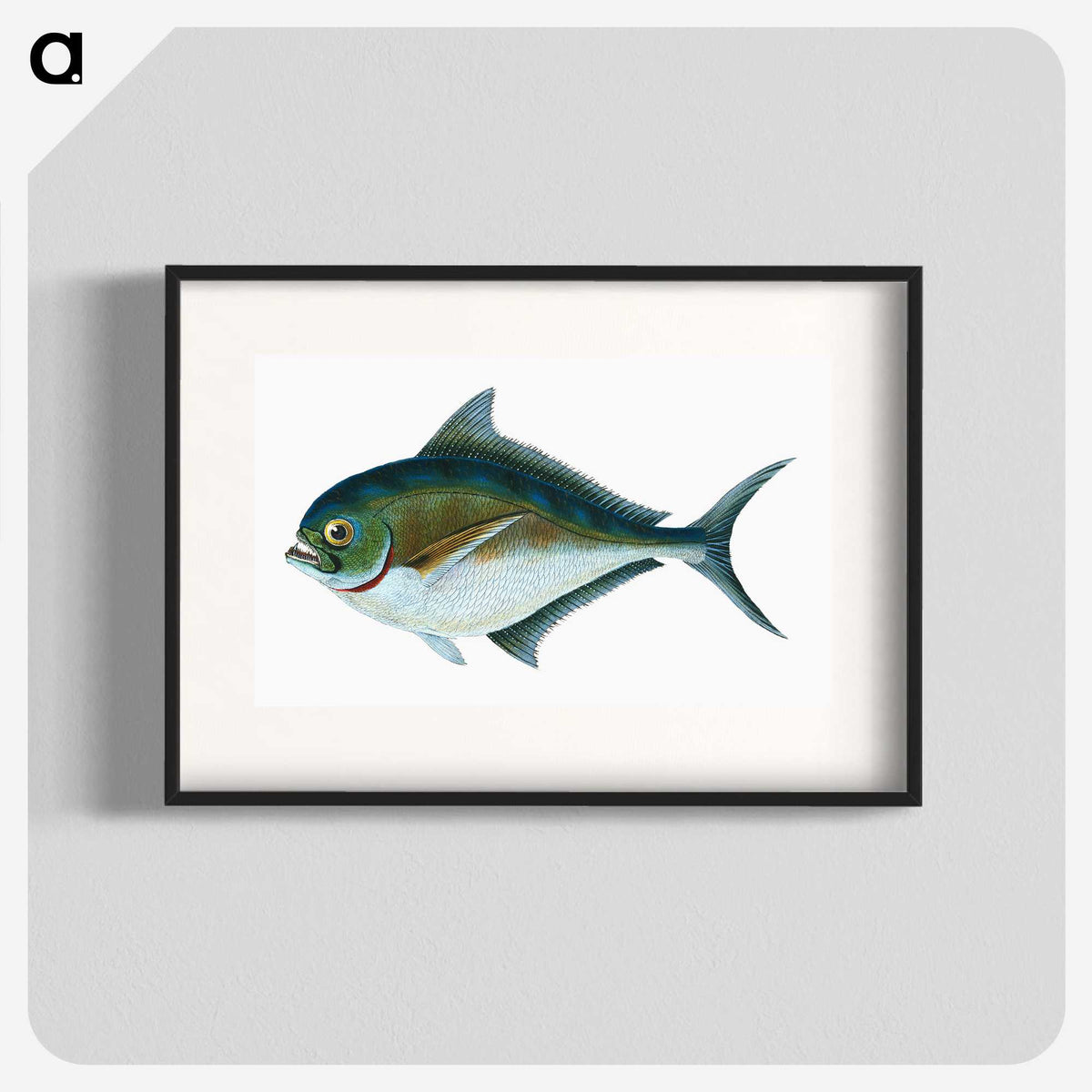 1-32_The-Natural-History-of-British-Fishes_blk