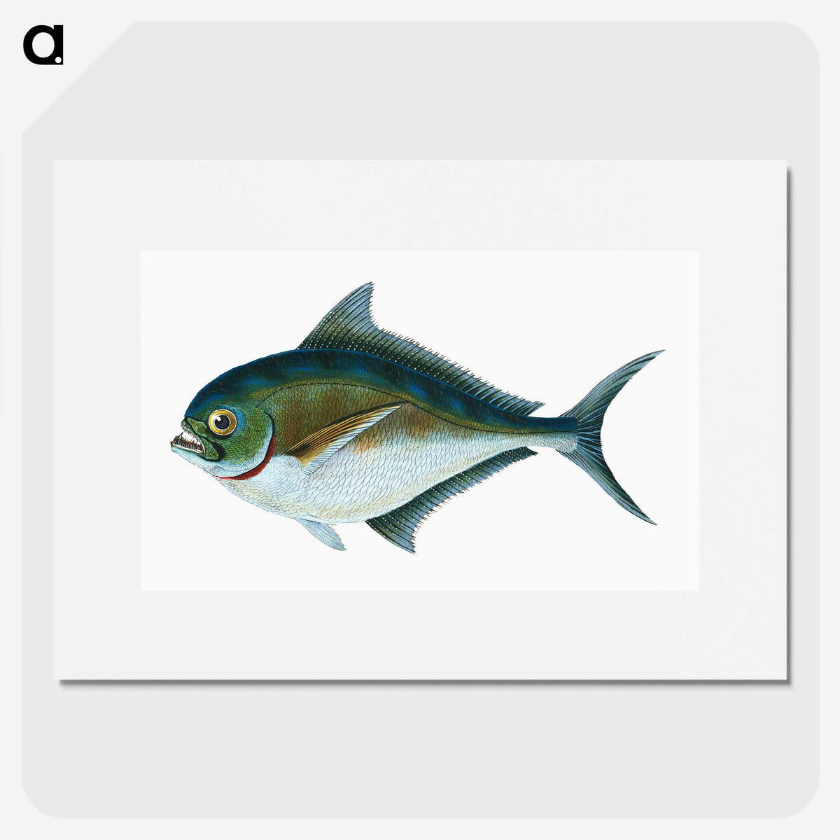 1-32_The-Natural-History-of-British-Fishes_picture