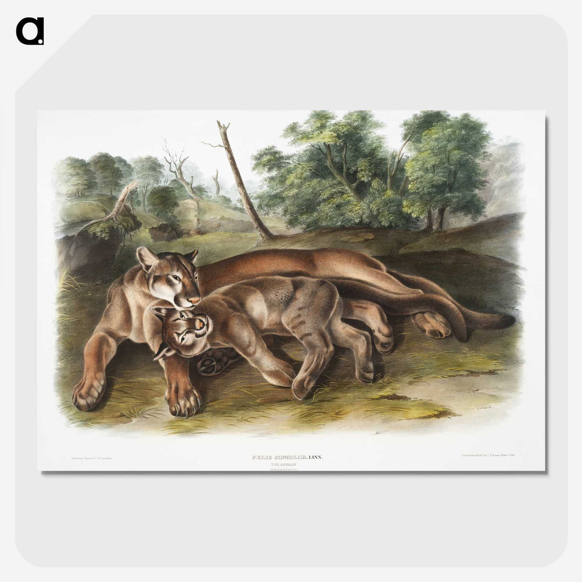 1-32_The-Viviparous-Quadrupeds_picture-crop