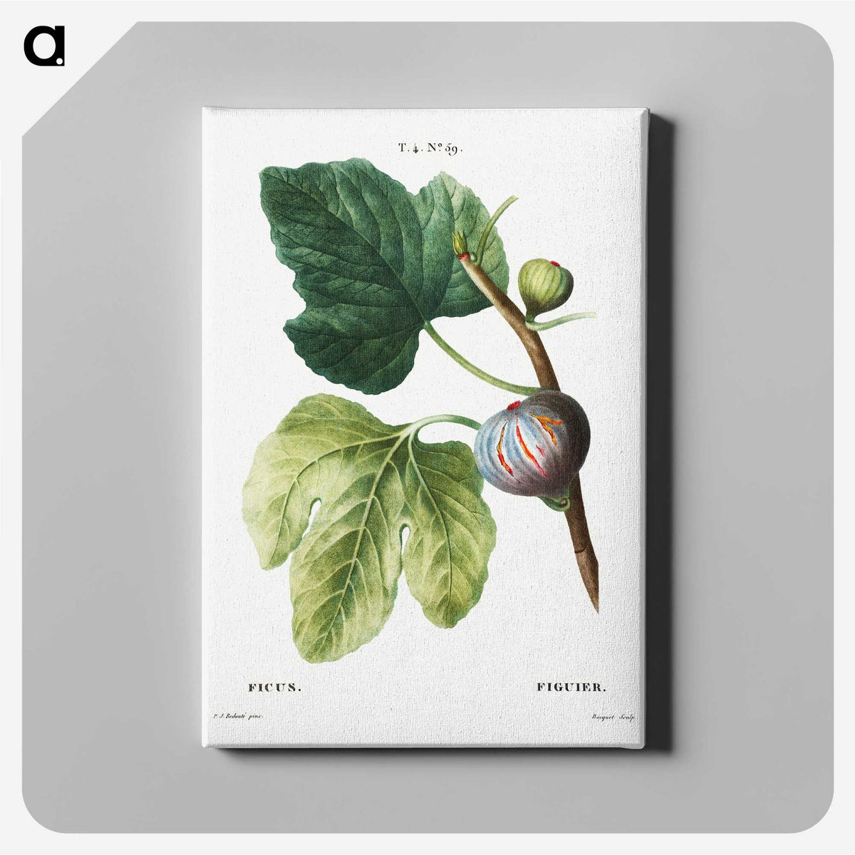 1-32_Treatise-on-Trees-and-Shrubs_canvas