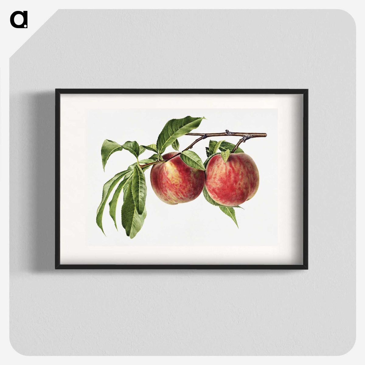 1-32_USDA-Watercolor-Fruit-Painting-Collection_blk