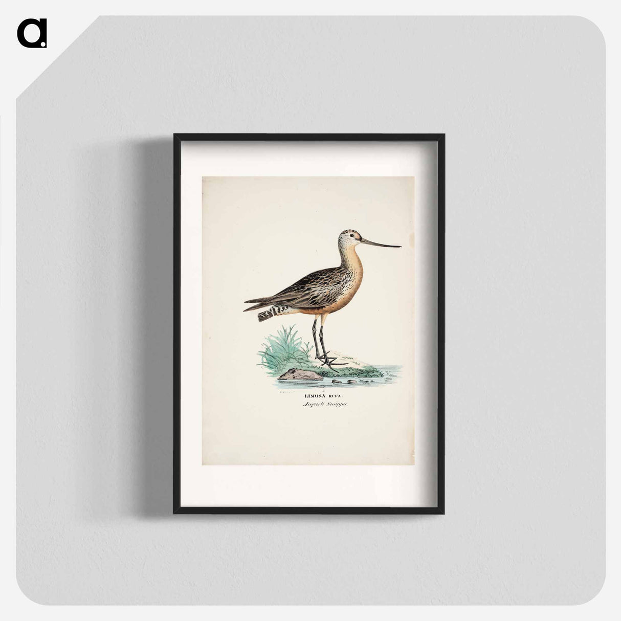 アートポスター-Bar-tailed godwit - ヴィルヘルム フォン ライト Poster.