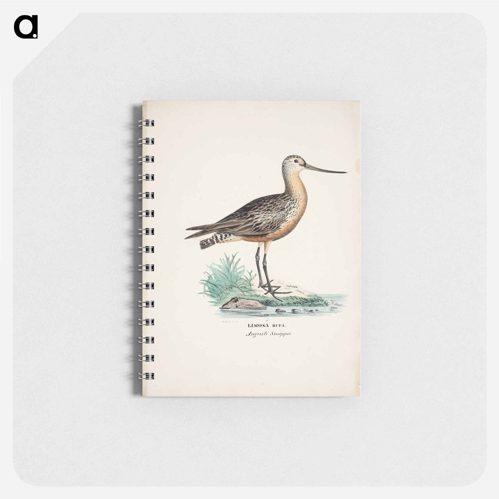 Bar-tailed godwit - ヴィルヘルム フォン ライト Memo.