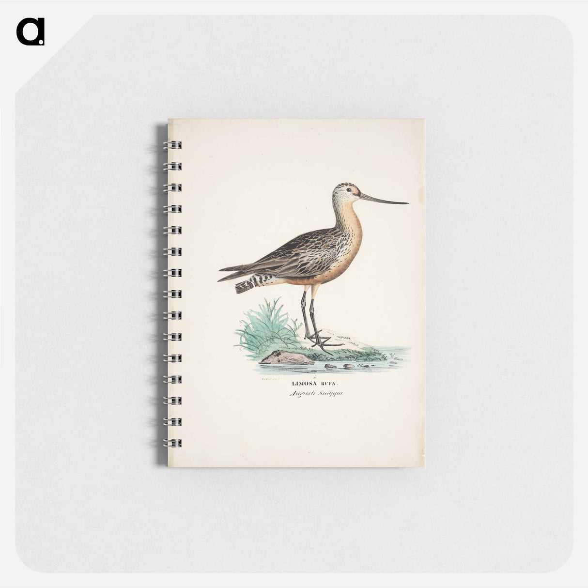 アートメモ帳-Bar-tailed godwit - ヴィルヘルム フォン ライト Memo.