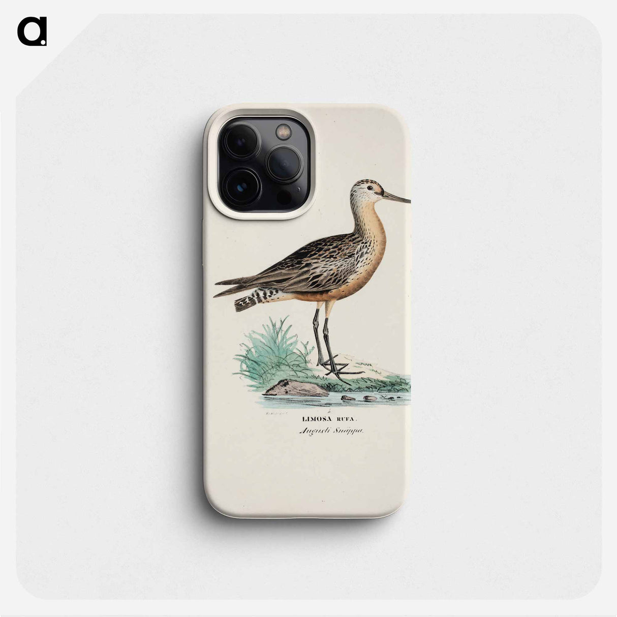 Bar-tailed godwit - Wilhelm von Wright Phone Case.