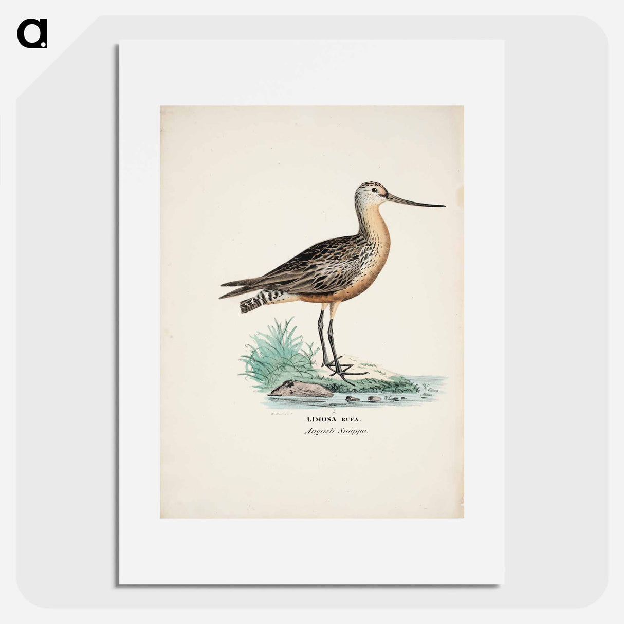 アートポスター-Bar-tailed godwit - ヴィルヘルム フォン ライト Poster.
