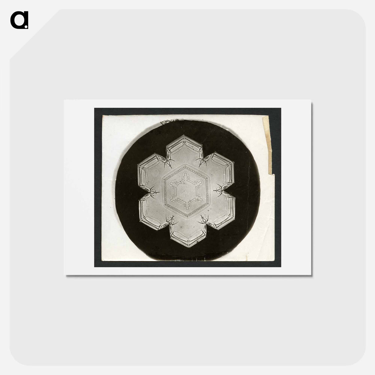 アートポストカード-Wilson Bentley Photomicrograph of Stellar Snowflake No. 826 - ウィルソン ベントレー Postcard.