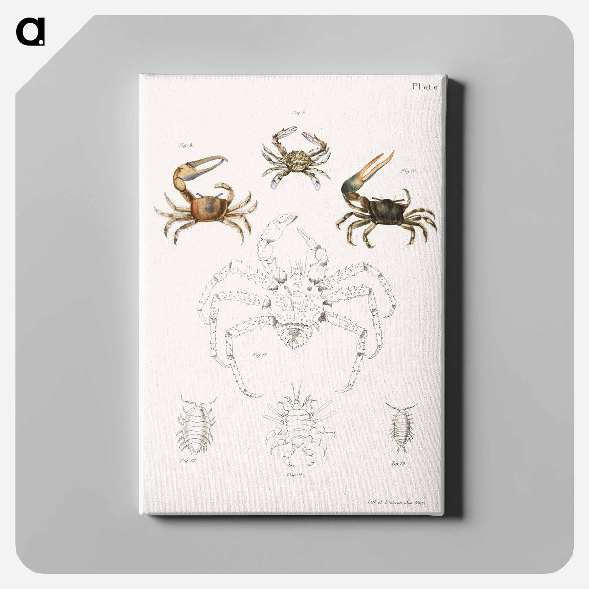 Different types of sea creatures illustration from Zoology of New York by James Ellsworth De Kay - Zoology of New York Canvas.