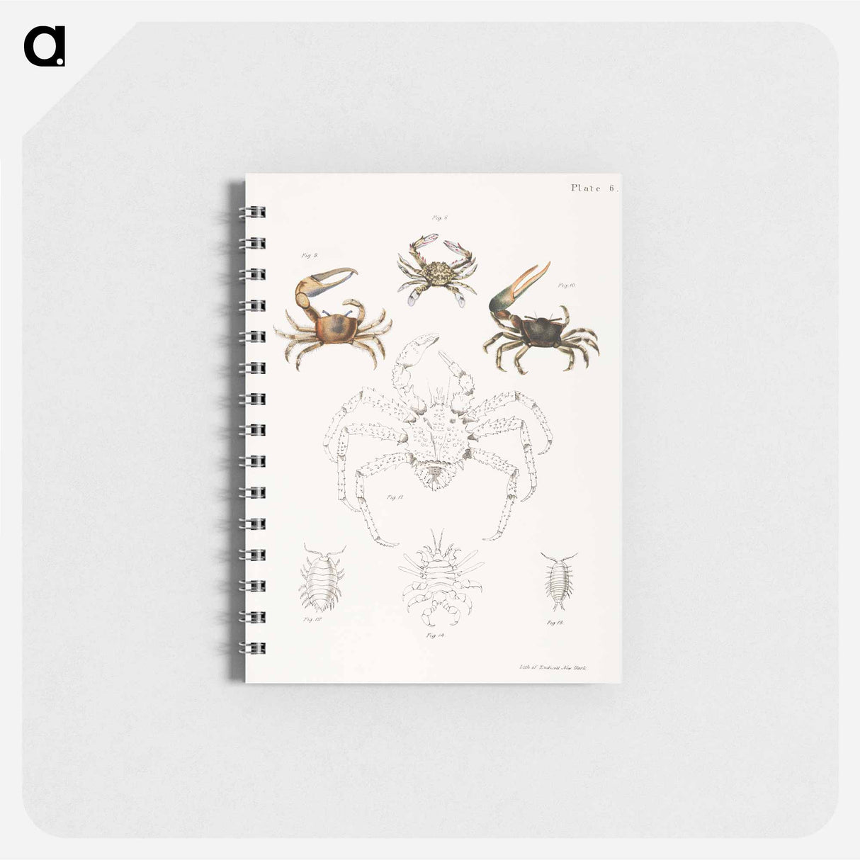 Different types of sea creatures illustration from Zoology of New York by James Ellsworth De Kay - ニューヨークの動物学 Memo.