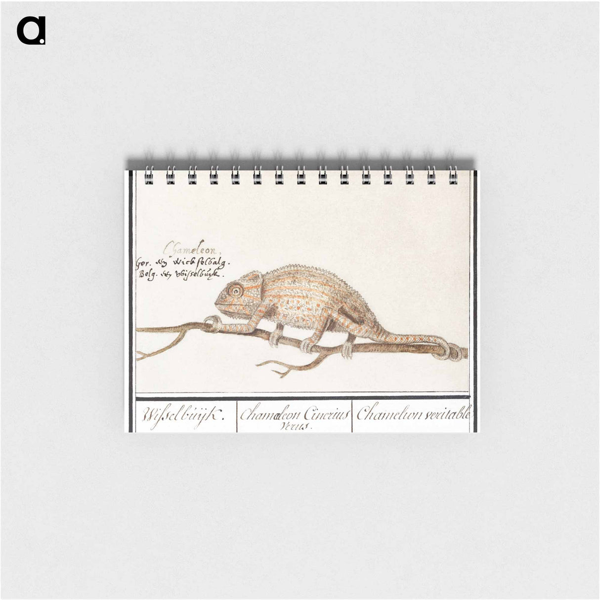 アートメモ帳-Chameleon - アンセルムス ボエティウス デ ブート Memo.