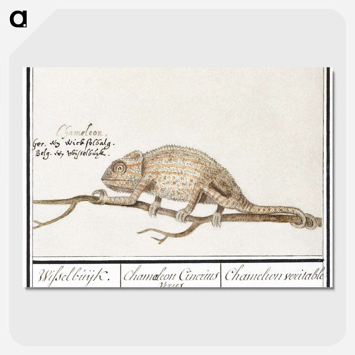 1-33_Anselmus-Boetius-de-Boodt_picture-crop