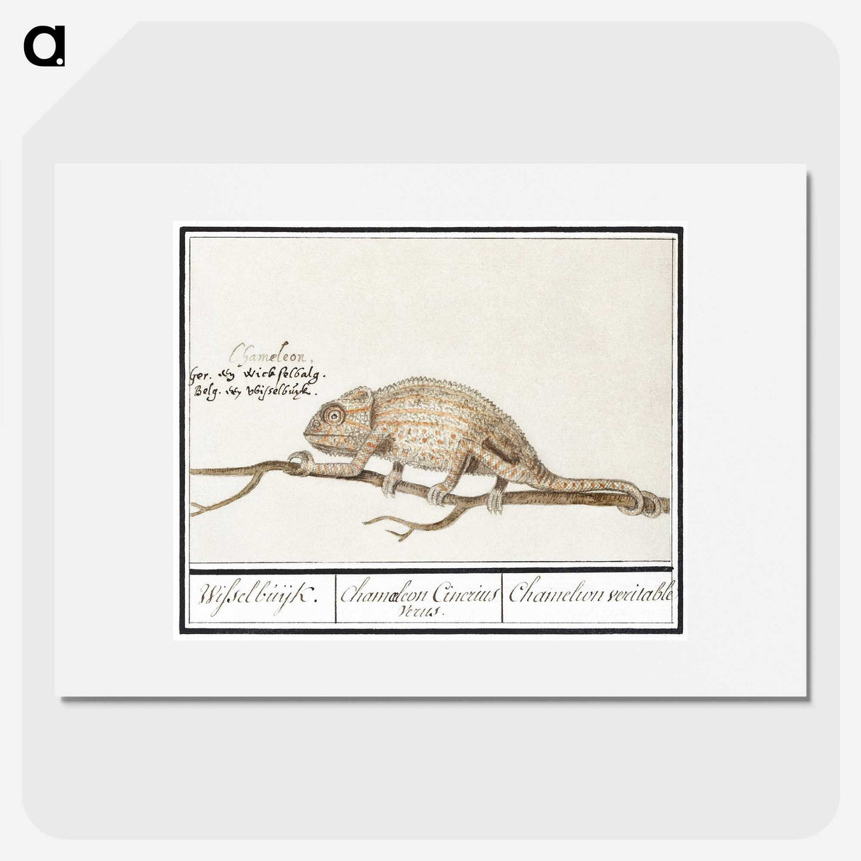 1-33_Anselmus-Boetius-de-Boodt_picture