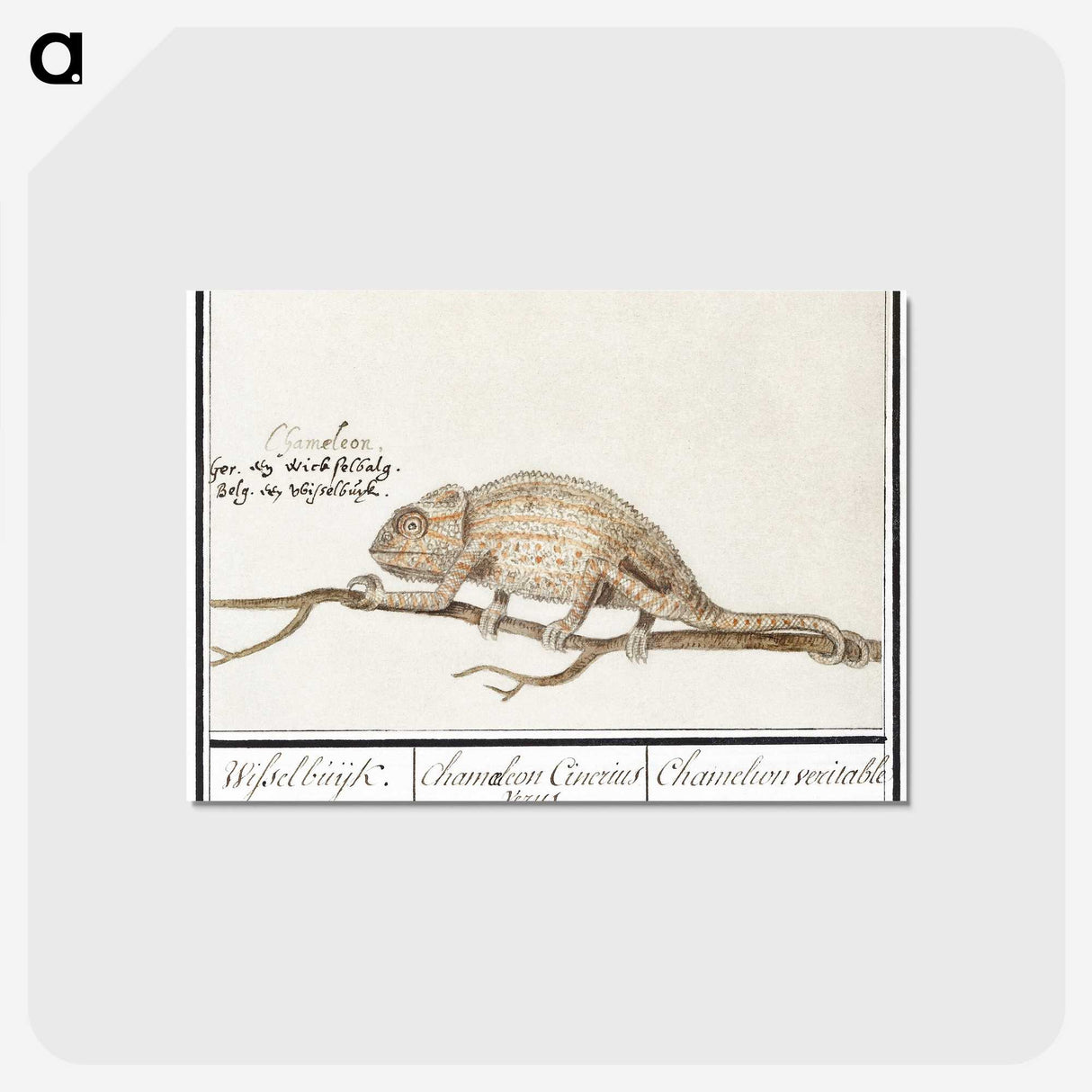 1-33_Anselmus-Boetius-de-Boodt_postcard