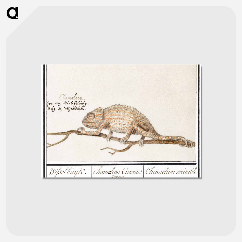 Chameleon - アンセルムス ボエティウス デ ブート Postcard.