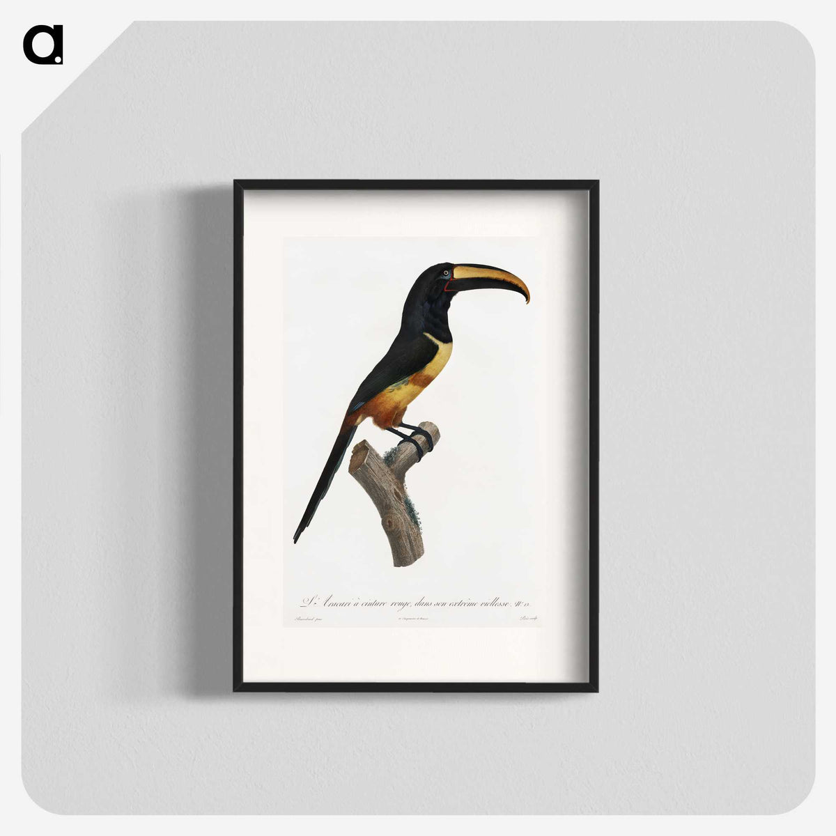 1-33_Des-Oiseaux-de-Paradis_blk