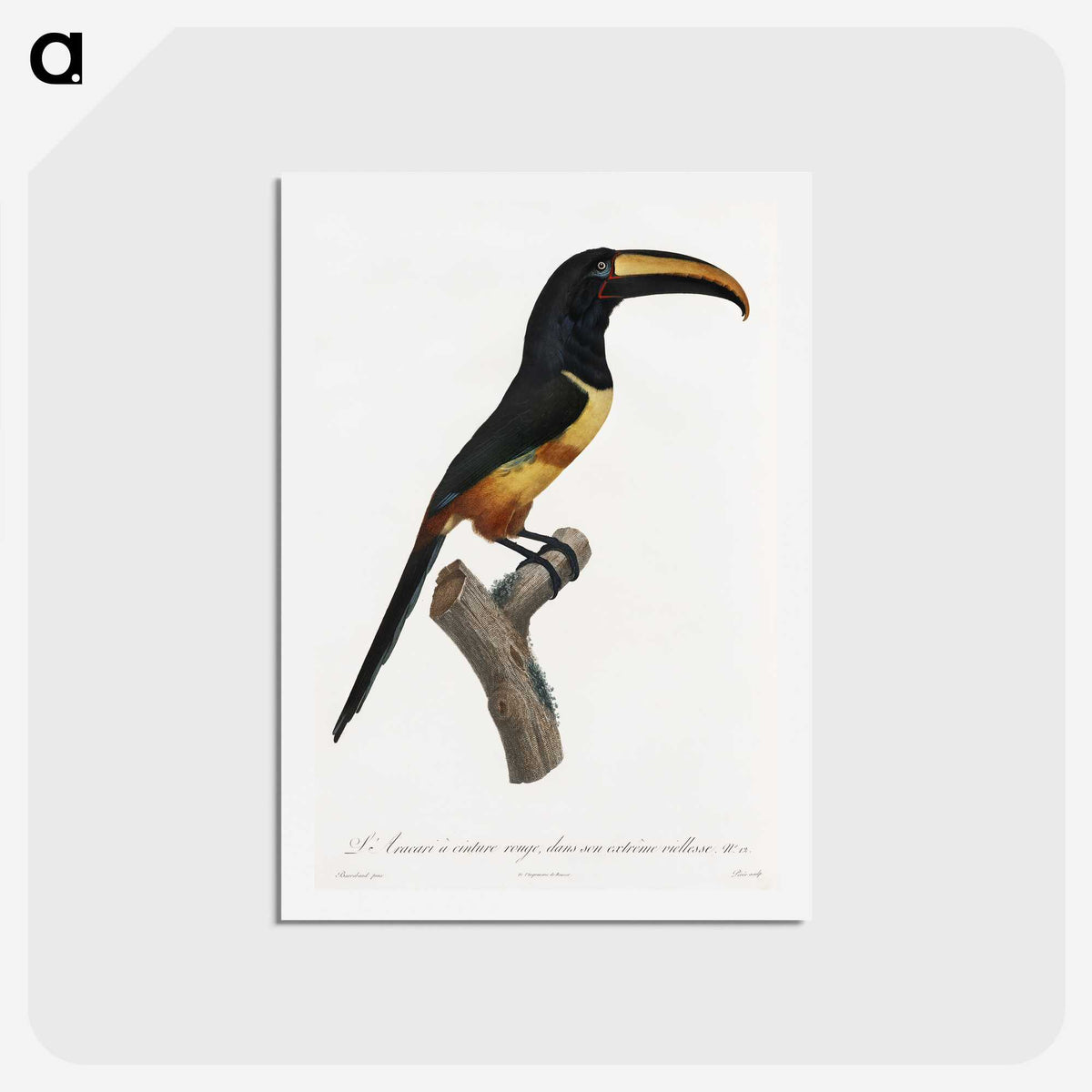 1-33_Des-Oiseaux-de-Paradis_hagaki