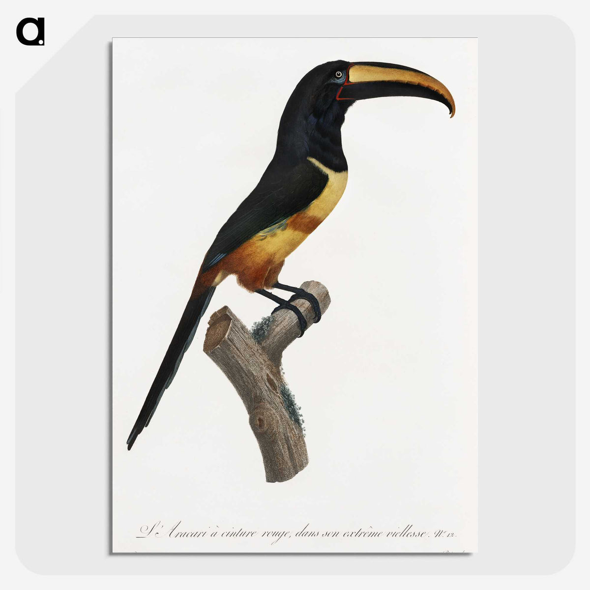 1-33_Des-Oiseaux-de-Paradis_picture-crop