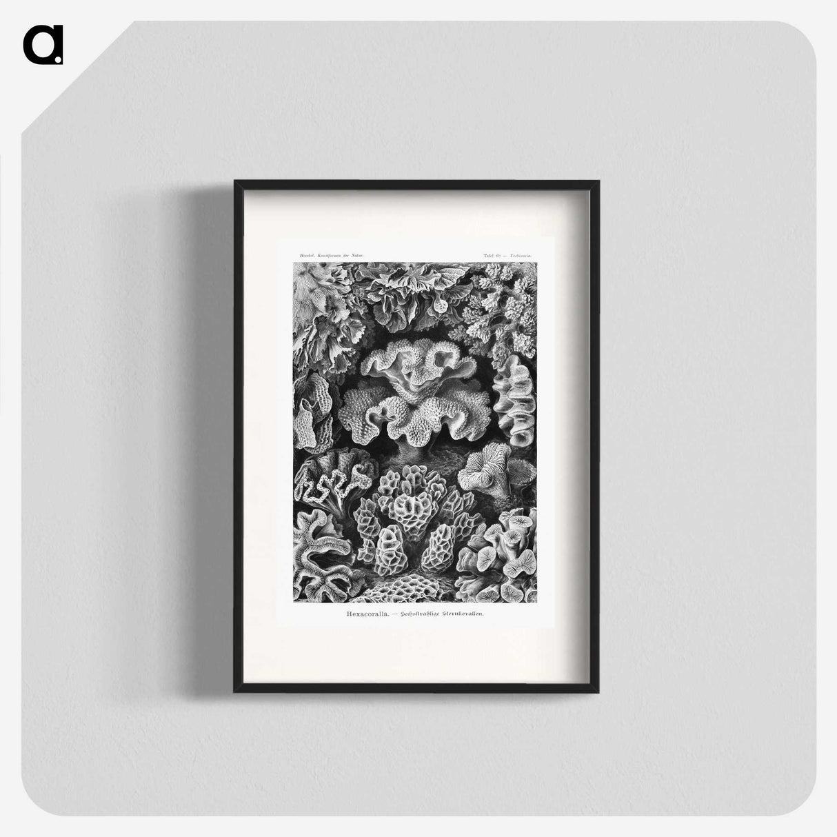1-33_Ernst-Haeckel_blk