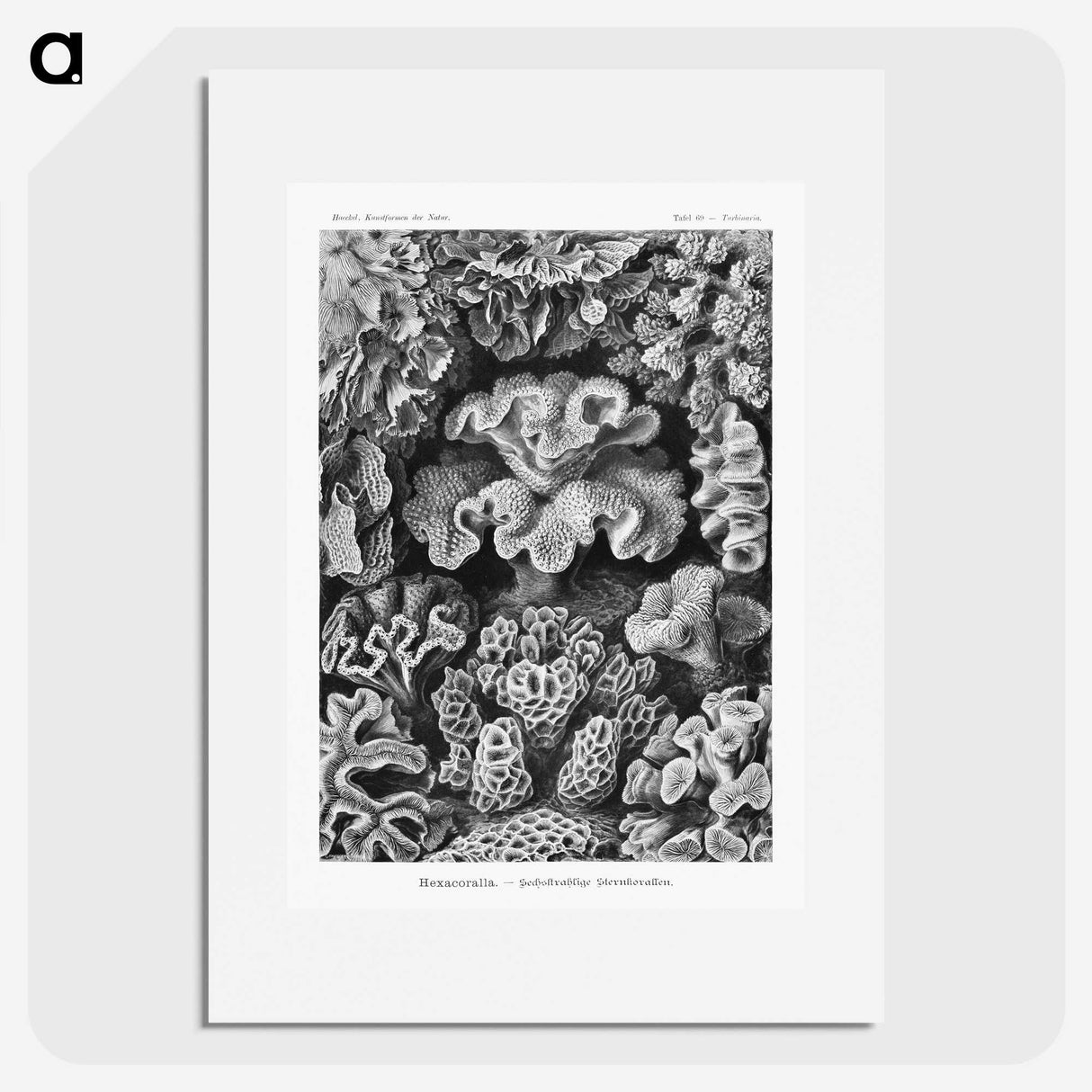 1-33_Ernst-Haeckel_picture