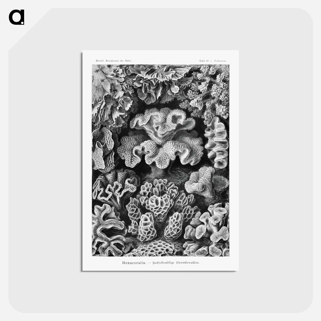 アートポストカード-Hexacoralla–Sechsstrahlige Sternkorallen - エルンスト ヘッケル Postcard.