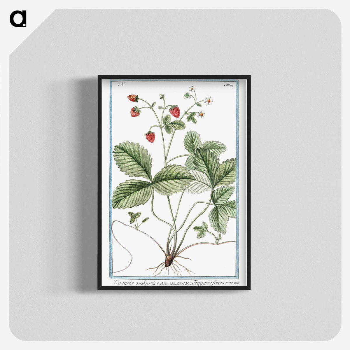 1-33_Hortus-Romanus-Botanical-Plates_blk-crop