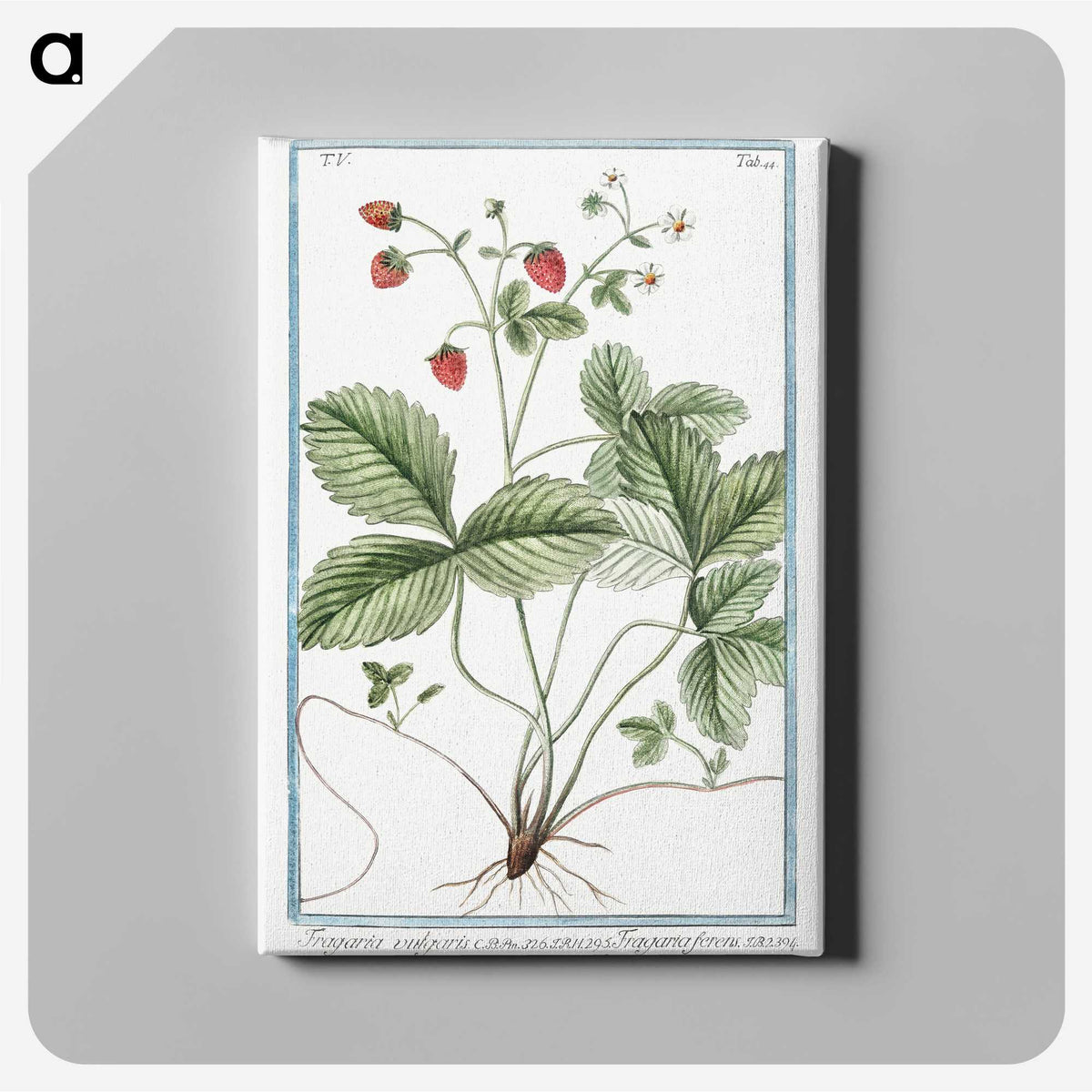 1-33_Hortus-Romanus-Botanical-Plates_canvas