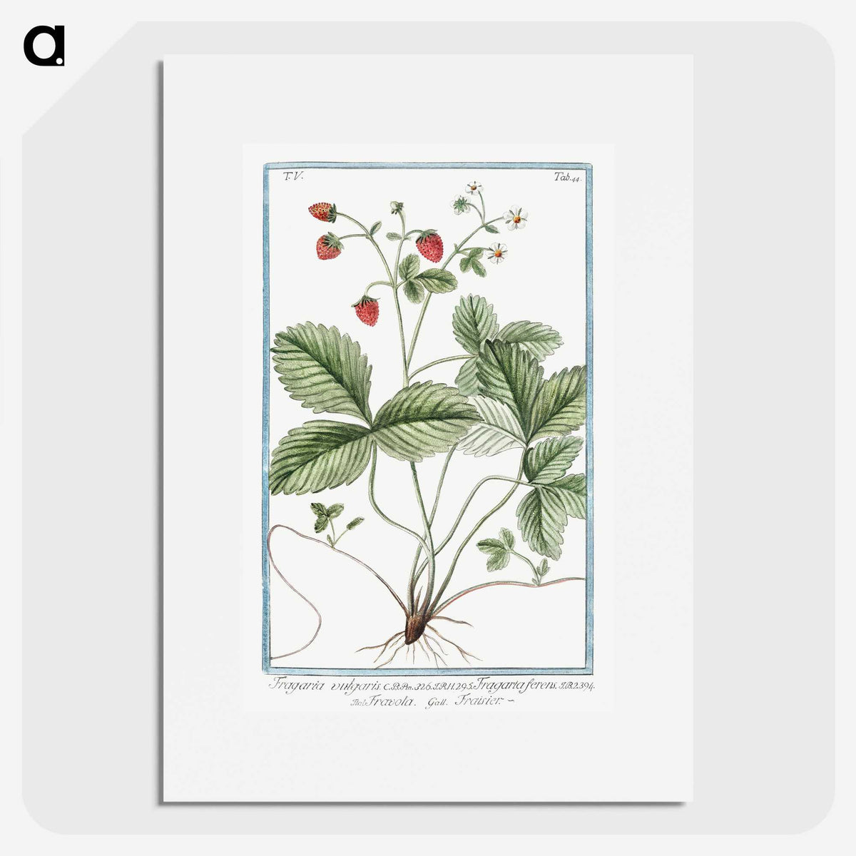 1-33_Hortus-Romanus-Botanical-Plates_picture