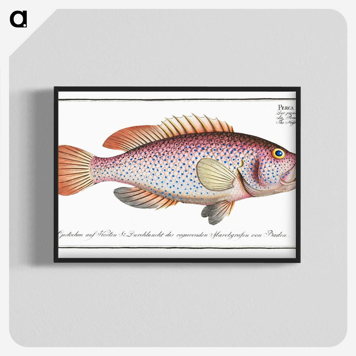 1-33_Ichtyologie-ou-Histoire-naturelle_blk-crop