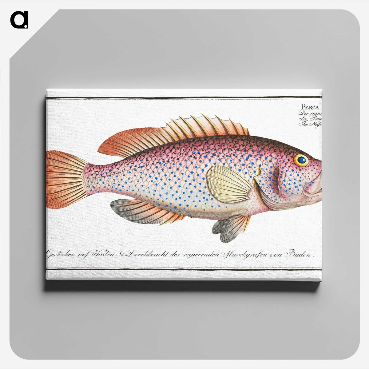 1-33_Ichtyologie-ou-Histoire-naturelle_canvas