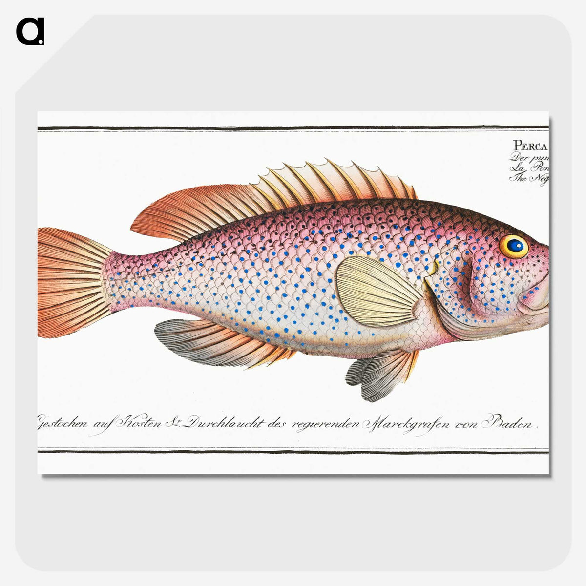1-33_Ichtyologie-ou-Histoire-naturelle_picture-crop