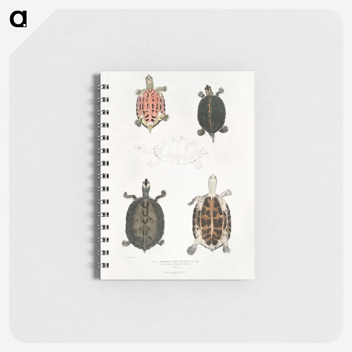 1-33_Indian-Zoology_memo