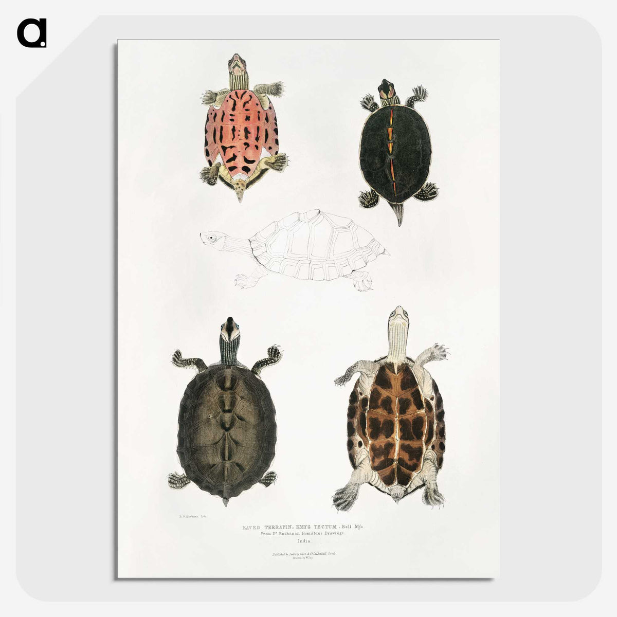 1-33_Indian-Zoology_picture-crop