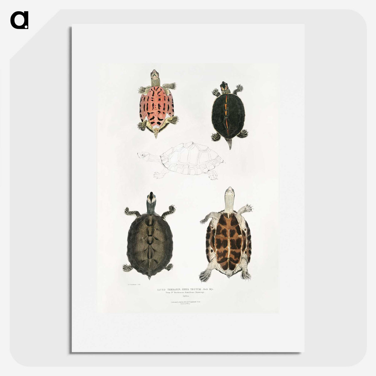 1-33_Indian-Zoology_picture