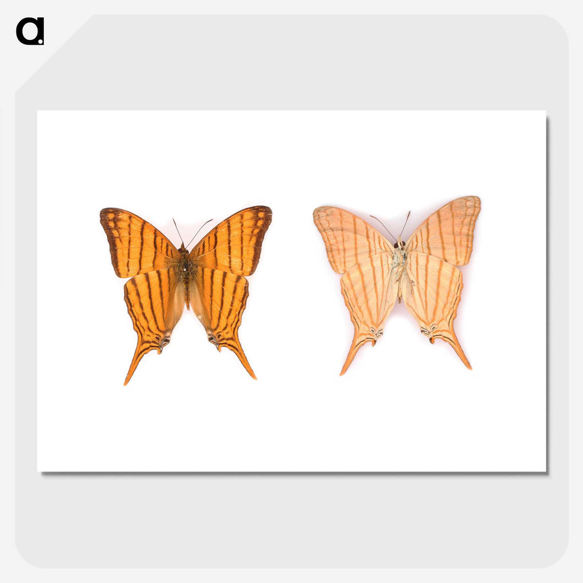 1-33_Insects-Unlocked-Project_picture-crop