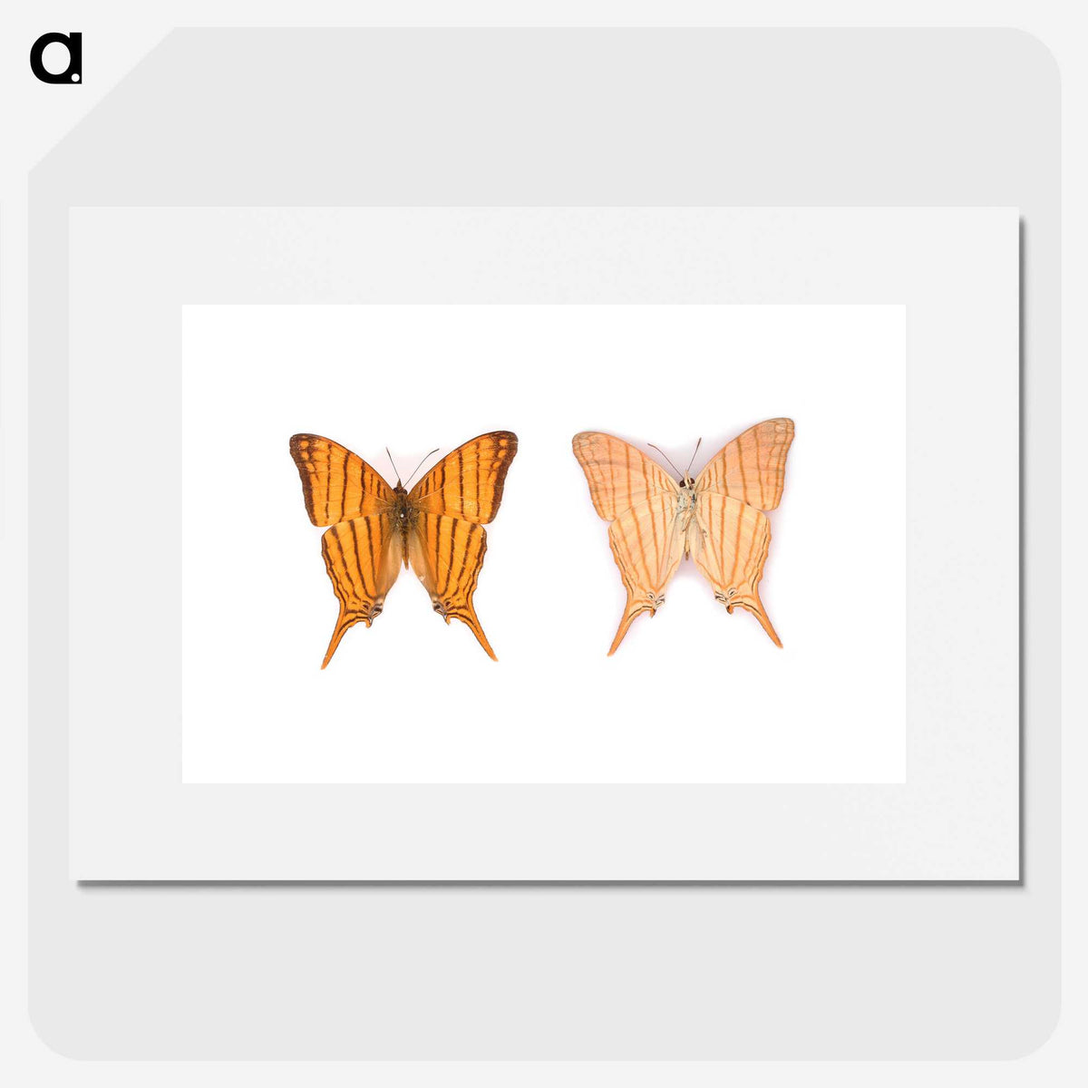 1-33_Insects-Unlocked-Project_picture