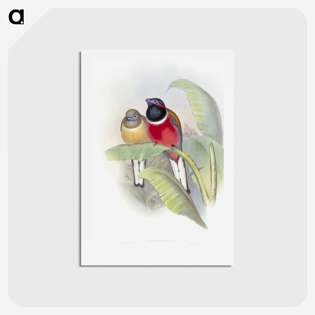 1-33_John-Gould_hagaki