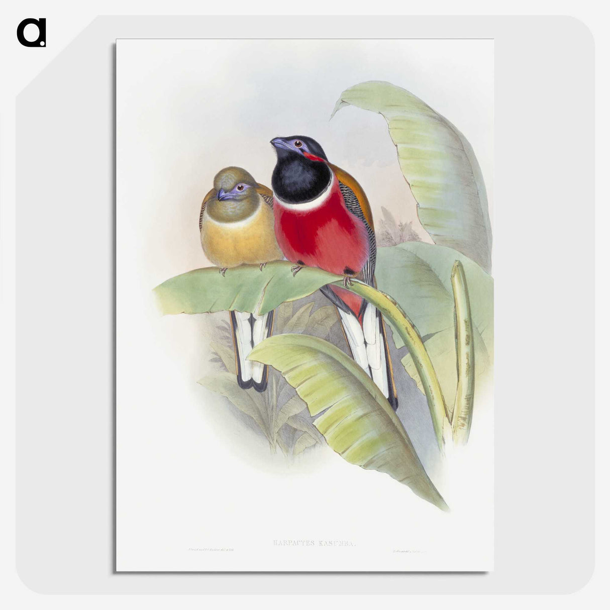 1-33_John-Gould_picture-crop