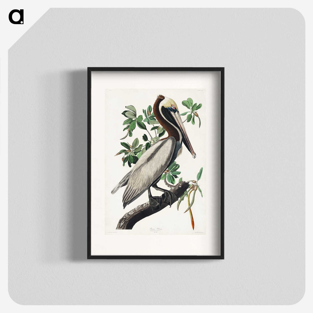 1-33_John-James-Audubon_blk