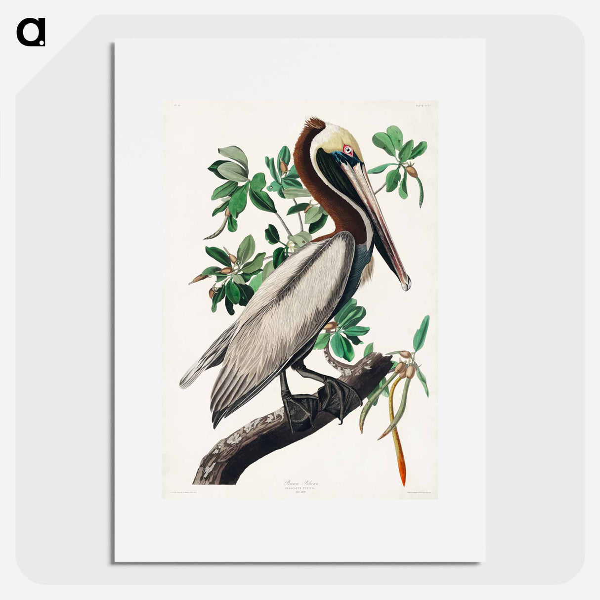 アートポスター-Brown Pelican
- ジョン ジェームス オーデュボン Poster.