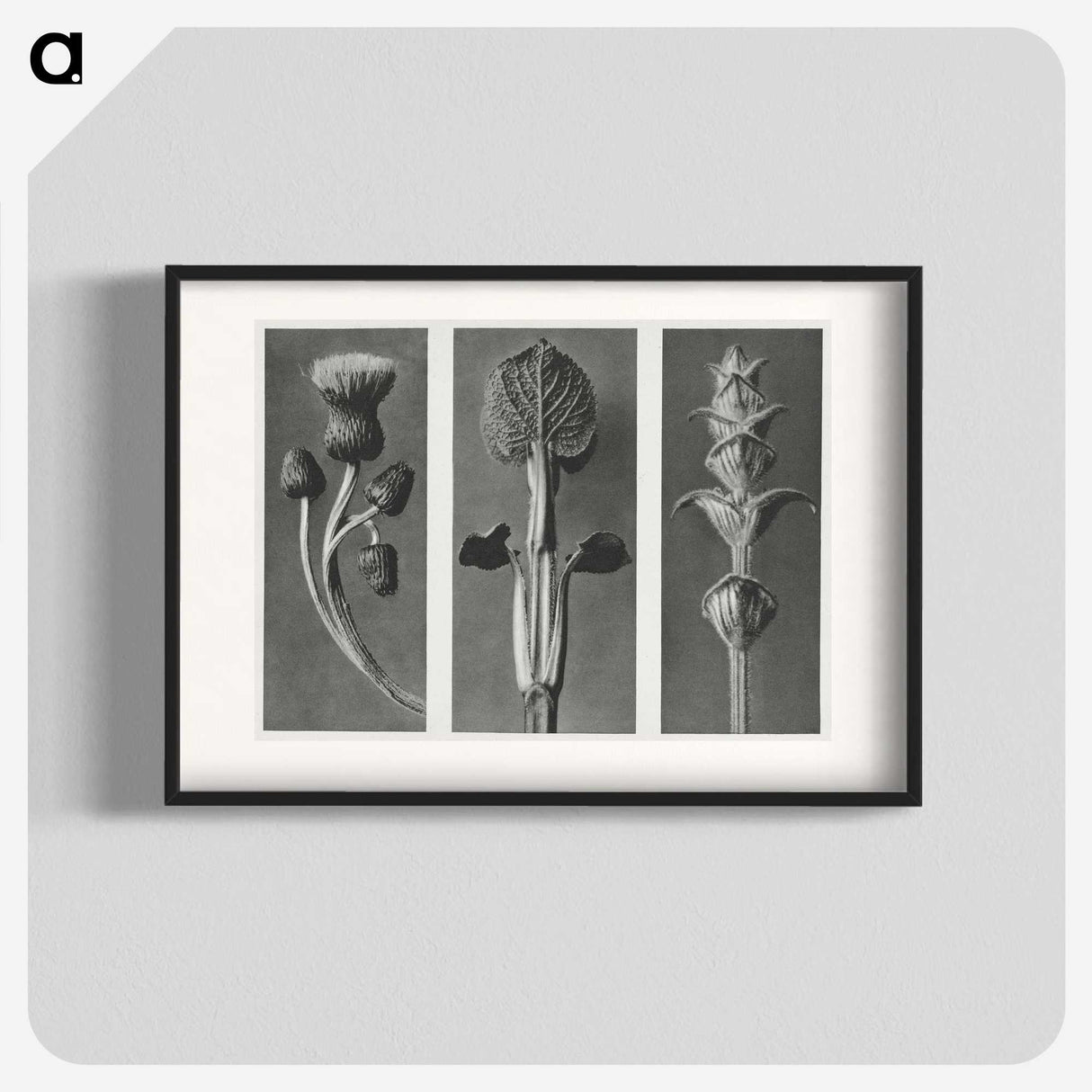 1-33_Karl-Blossfeldt_blk