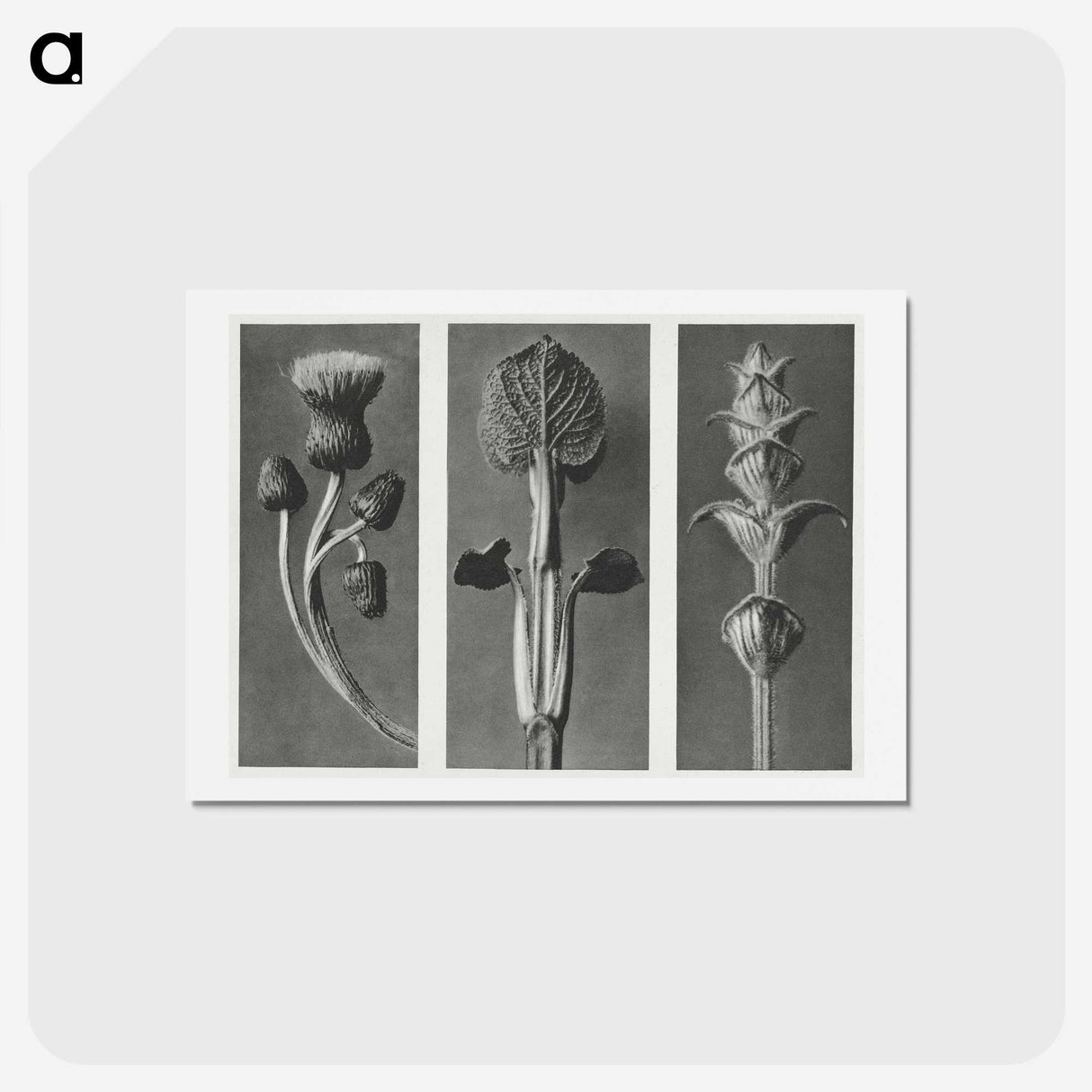 1-33_Karl-Blossfeldt_hagaki